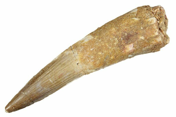 Fossil Spinosaurus Tooth - Real Dinosaur Tooth #264822